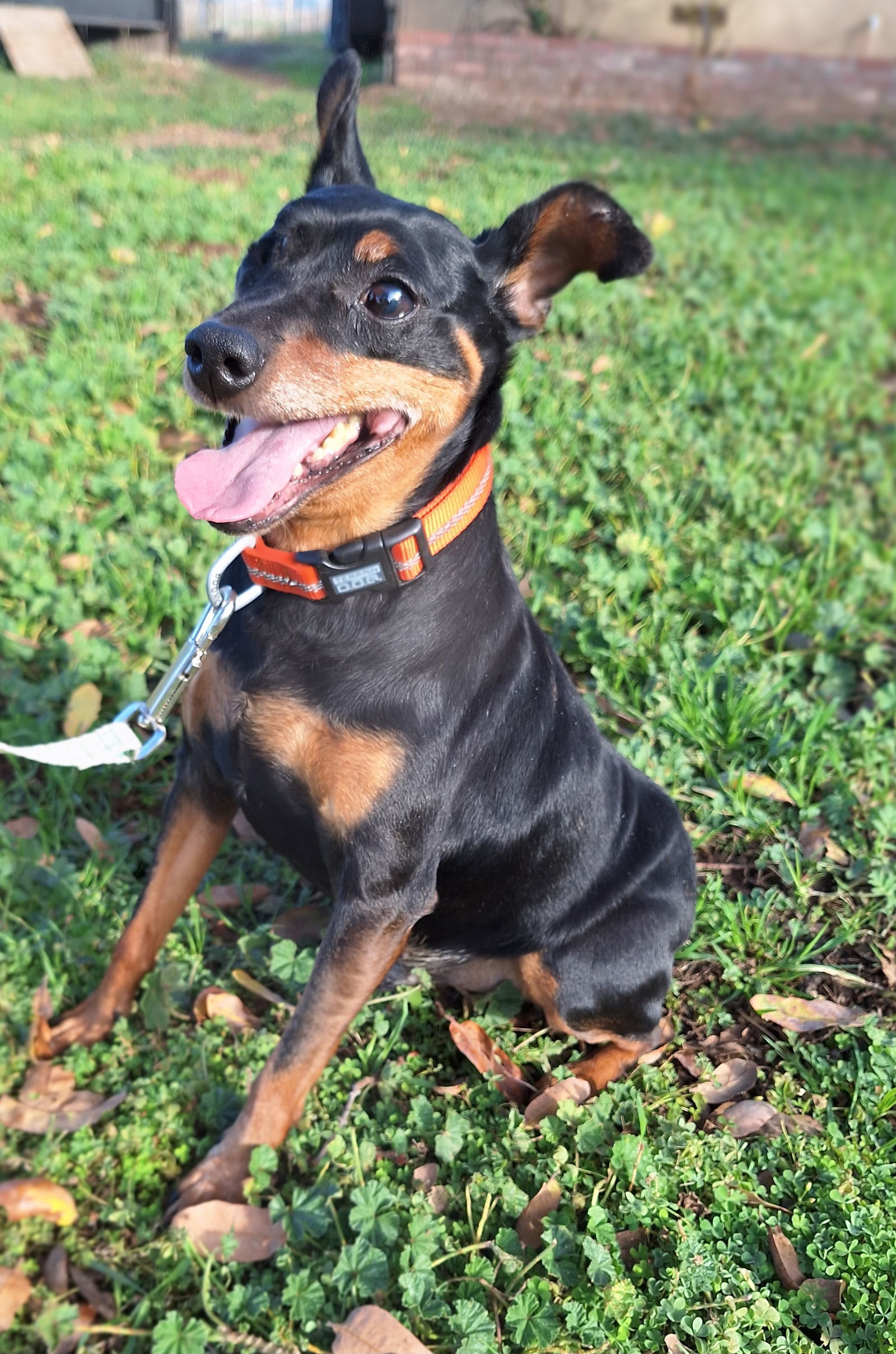 HOOK, an adoptable Miniature Pinscher in Chico, CA, 95973 | Photo Image 3