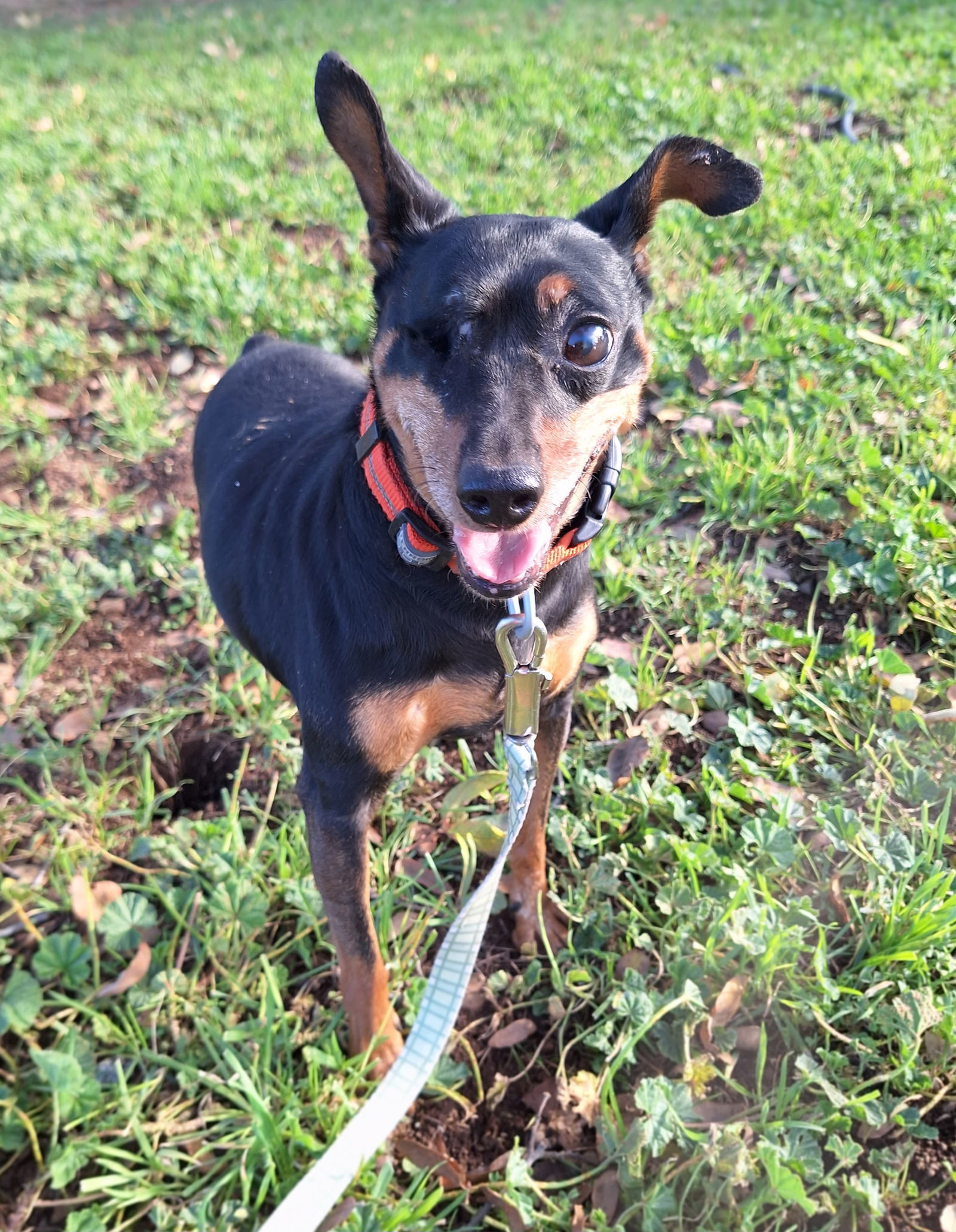 HOOK, an adoptable Miniature Pinscher in Chico, CA, 95973 | Photo Image 3