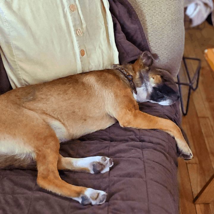 Nez, an adoptable German Shepherd Dog Mix in Minneapolis, MN_image-5