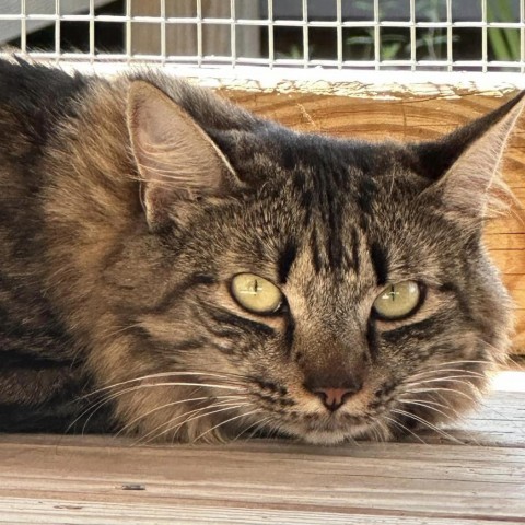 Caitlyn, an adoptable American Shorthair in Freeport, FL, 32439 | Photo Image 1