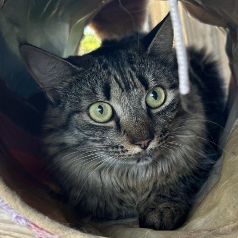 Caitlyn, an adoptable American Shorthair in Freeport, FL, 32439 | Photo Image 2