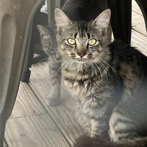 Caitlyn, an adoptable American Shorthair in Freeport, FL, 32439 | Photo Image 2