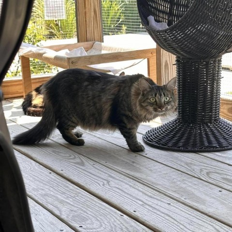 Caitlyn, an adoptable American Shorthair in Freeport, FL, 32439 | Photo Image 3