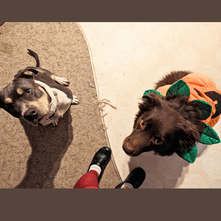 Sasha, an adoptable Pit Bull Terrier in Minneapolis, MN_image-4