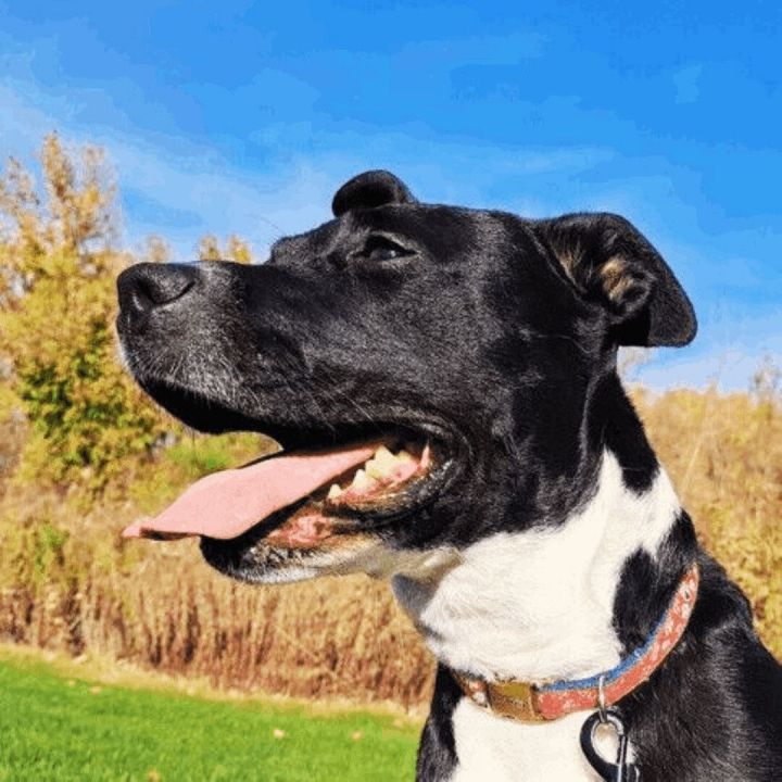 Millie , an adoptable Chocolate Labrador Retriever & Pit Bull Terrier Mix in Minneapolis, MN_image-1