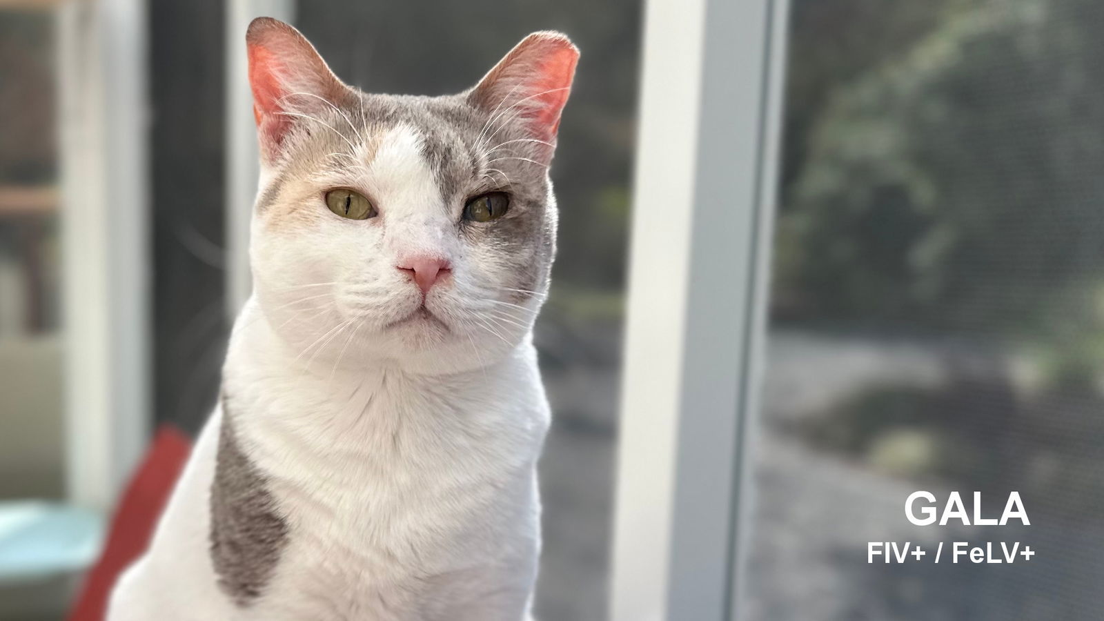 Gala, an adoptable Calico in Santa Rosa, CA, 95404 | Photo Image 1