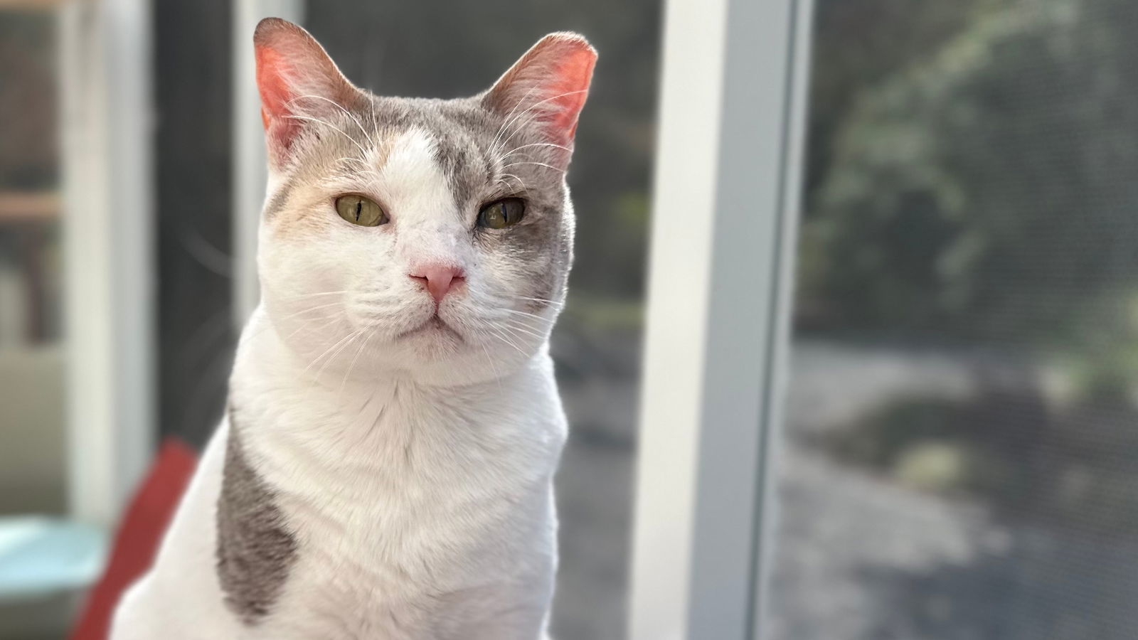 Gala, an adoptable Calico in Santa Rosa, CA, 95404 | Photo Image 2