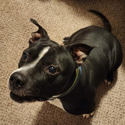 Rumble, an adoptable Pit Bull Terrier in Baldwin, WI, 54002 | Photo Image 3