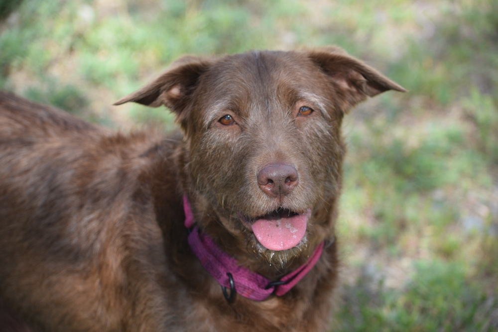 Maple, an adoptable Labrador Retriever, Shepherd in Salmon, ID, 83467 | Photo Image 5