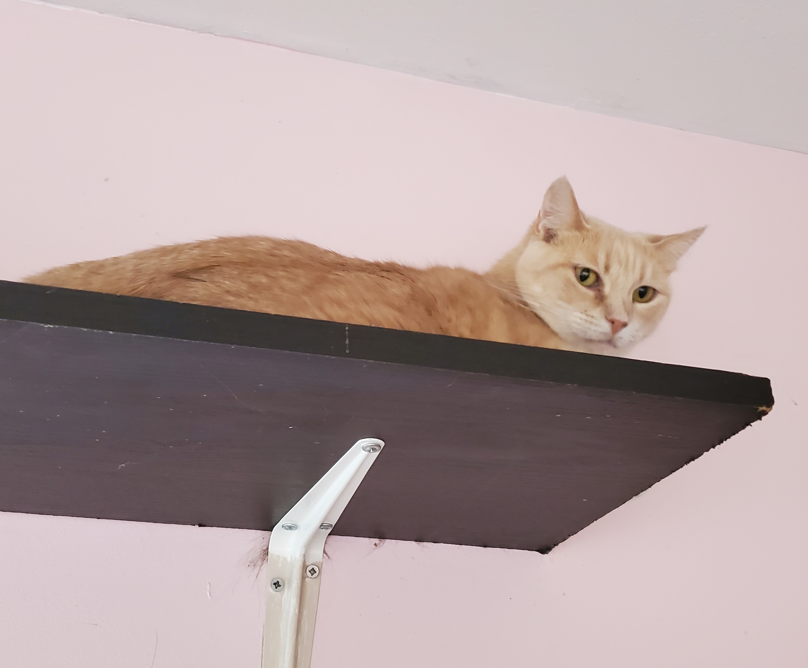 Tabitha, an adoptable Domestic Short Hair in Springfield, IL, 62701 | Photo Image 1