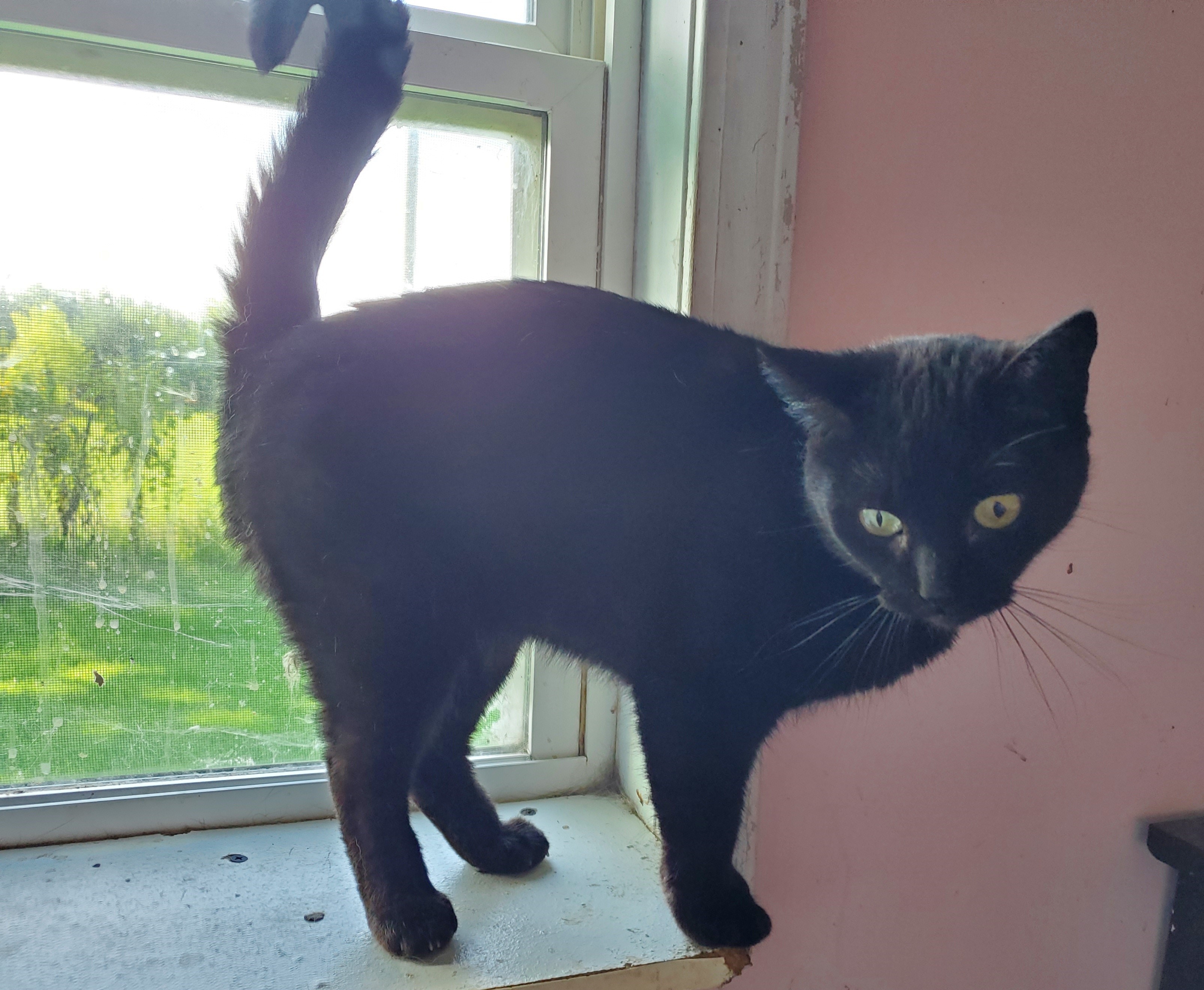 River, an adoptable Domestic Short Hair in Springfield, IL, 62701 | Photo Image 1