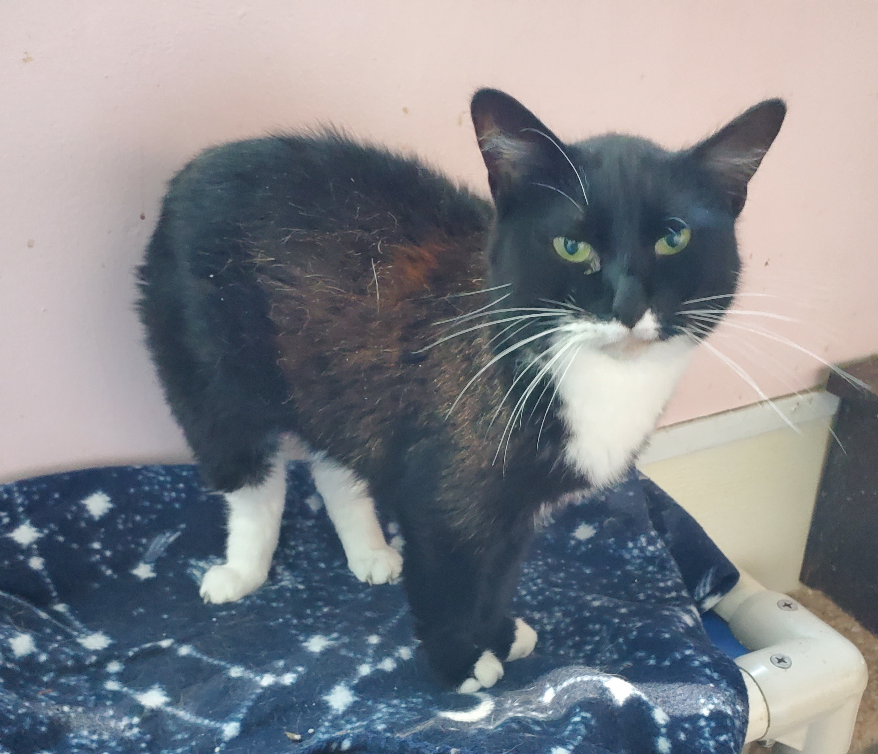 Storm, an adoptable Domestic Short Hair in Springfield, IL, 62701 | Photo Image 1