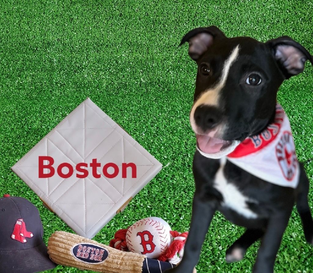 Dog for adoption - Boston, a Pit Bull Terrier Mix in Hagerstown, MD