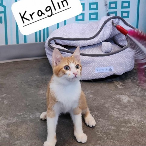 Kraglin, an adoptable Domestic Short Hair in Leander, TX, 78641 | Photo Image 1