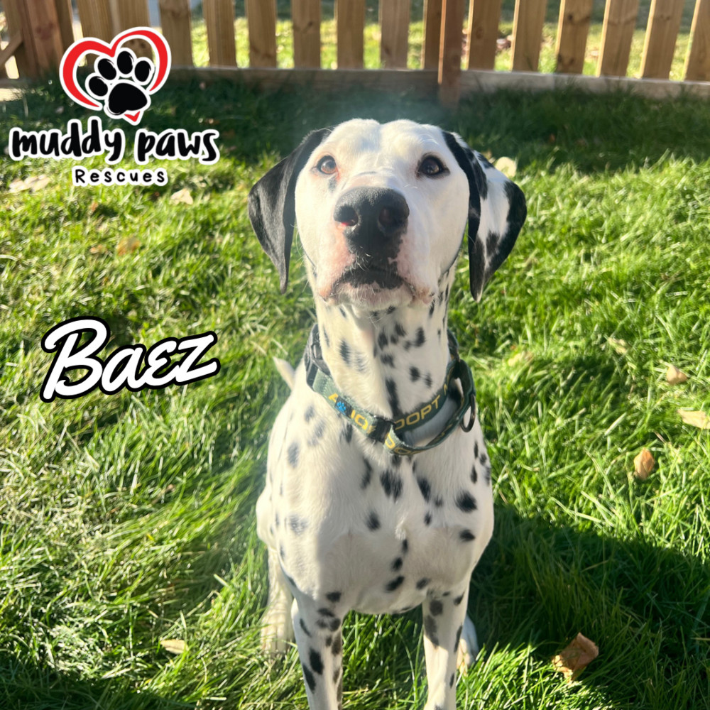Baez, an adoptable Dalmatian in Council Bluffs, IA, 51503 | Photo Image 1