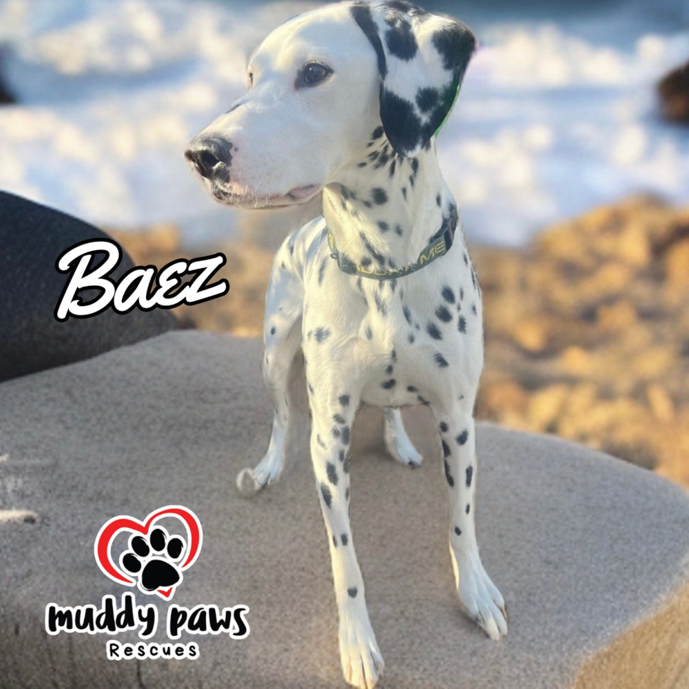Baez, an adoptable Dalmatian in Council Bluffs, IA, 51503 | Photo Image 3