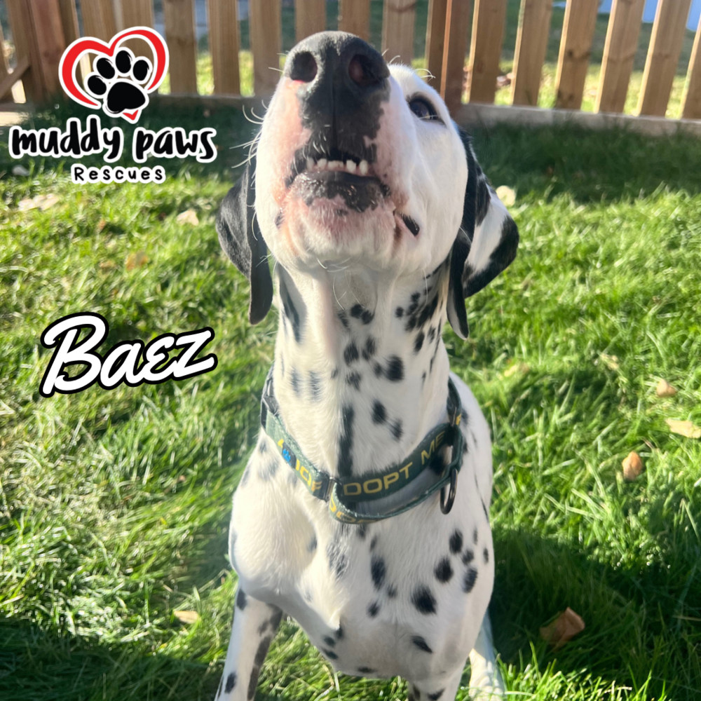 Baez, an adoptable Dalmatian in Council Bluffs, IA, 51503 | Photo Image 4