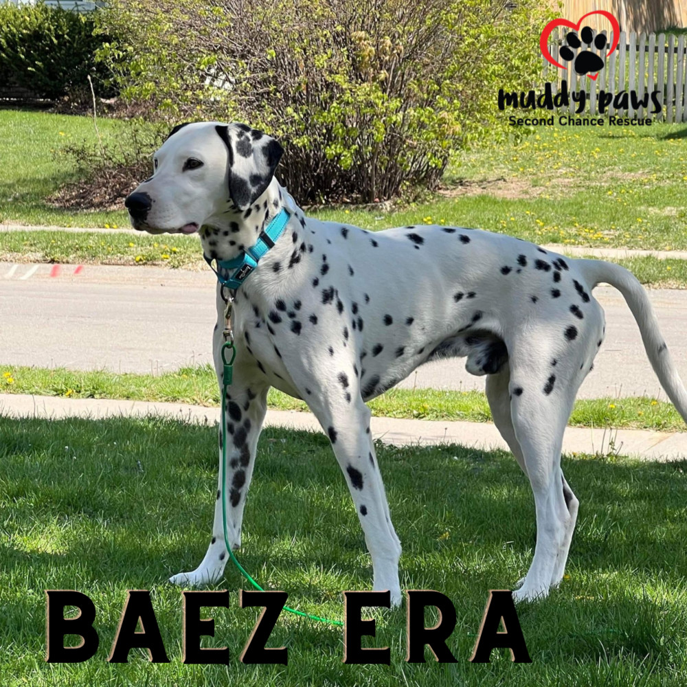 Baez - No Longer Accepting Applications, an adoptable Dalmatian in Council Bluffs, IA, 51503 | Photo Image 5