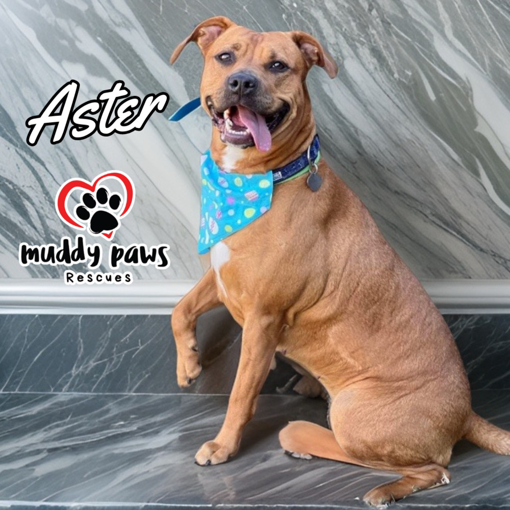 Aster, an adoptable Rhodesian Ridgeback, Pit Bull Terrier in Council Bluffs, IA, 51503 | Photo Image 1
