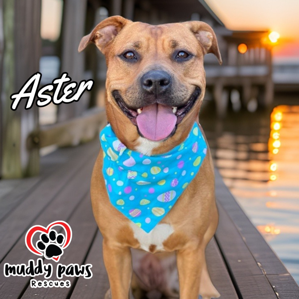 Aster, an adoptable Rhodesian Ridgeback, Pit Bull Terrier in Council Bluffs, IA, 51503 | Photo Image 2