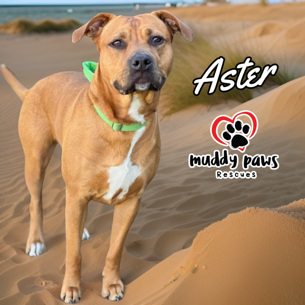 Aster, an adoptable Rhodesian Ridgeback, Pit Bull Terrier in Council Bluffs, IA, 51503 | Photo Image 3