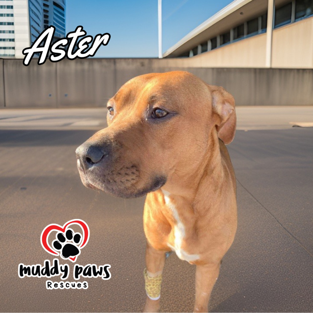 Aster, an adoptable Rhodesian Ridgeback, Pit Bull Terrier in Council Bluffs, IA, 51503 | Photo Image 4