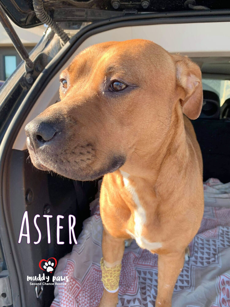 Aster, an adoptable Rhodesian Ridgeback, Pit Bull Terrier in Council Bluffs, IA, 51503 | Photo Image 5