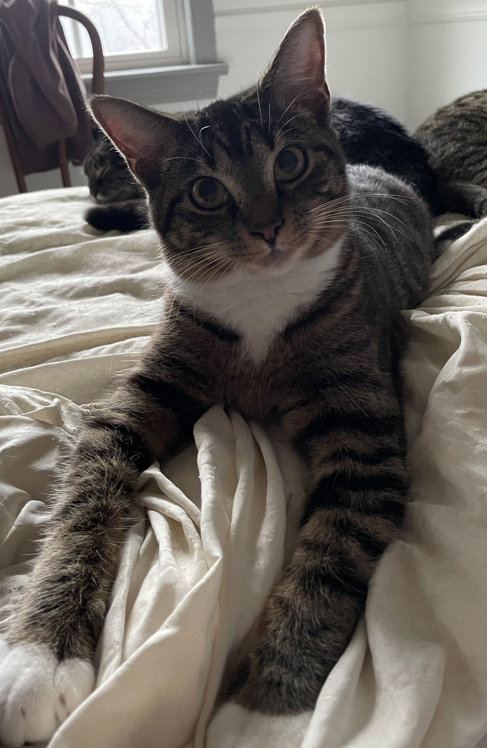 Mr. Pibb, an adoptable Tabby, Domestic Short Hair in Lexington, SC, 29071 | Photo Image 1