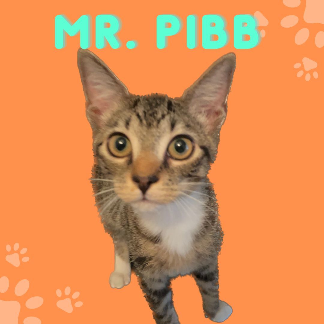 Mr. Pibb, an adoptable Tabby, Domestic Short Hair in Lexington, SC, 29071 | Photo Image 2