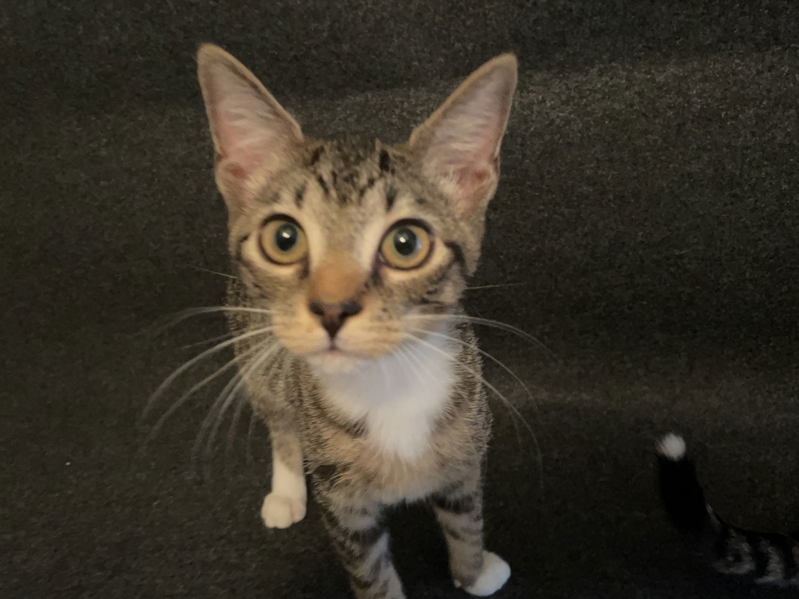 Mr. Pibb, an adoptable Tabby, Domestic Short Hair in Lexington, SC, 29071 | Photo Image 3