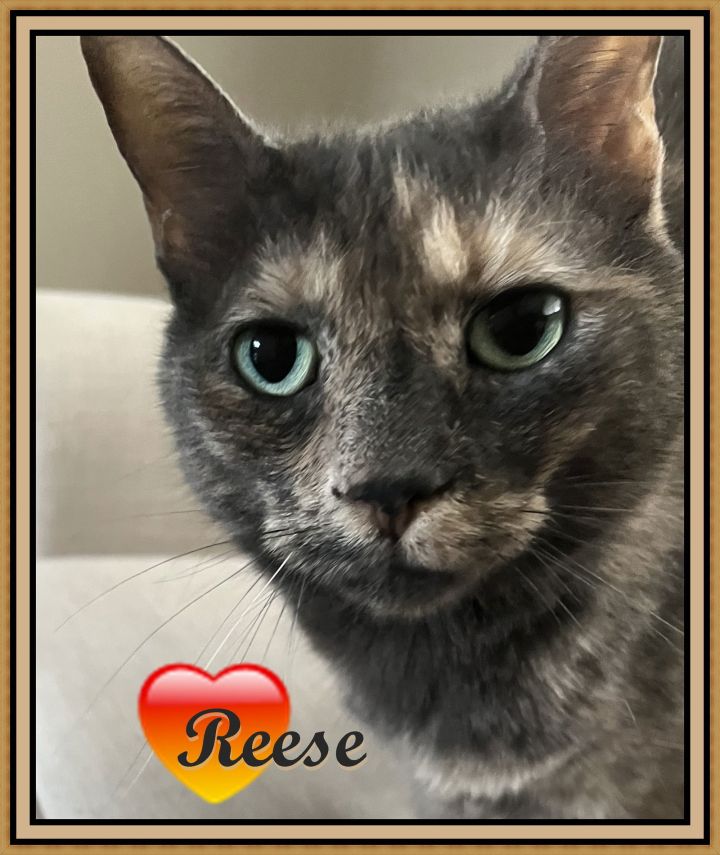 REESE 2