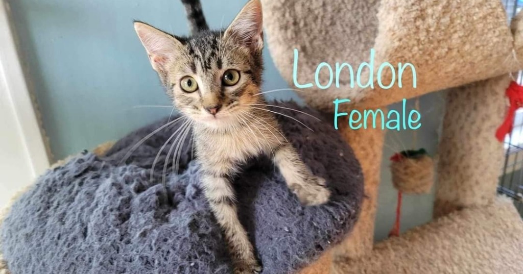 London, an adoptable Domestic Medium Hair in El Dorado, AR, 71730 | Photo Image 1