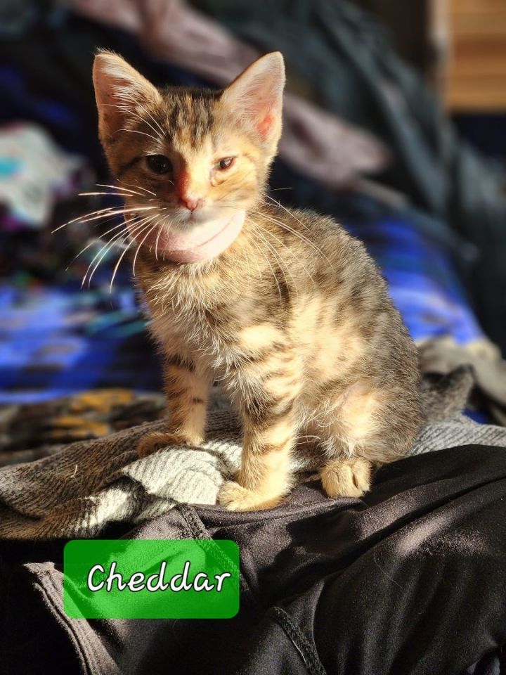 Cheddar, an adoptable Torbie in Manhattan, KS_image-1