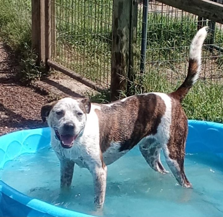 Blue sales razor dog