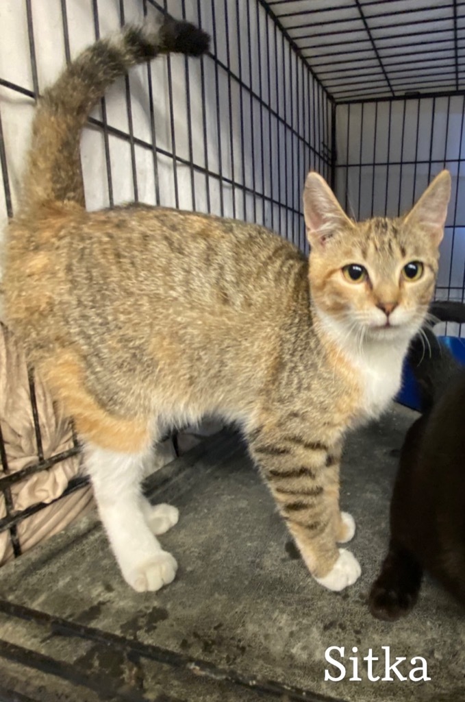 Sitka, an adoptable Domestic Short Hair in Sorrento, LA, 70778 | Photo Image 1