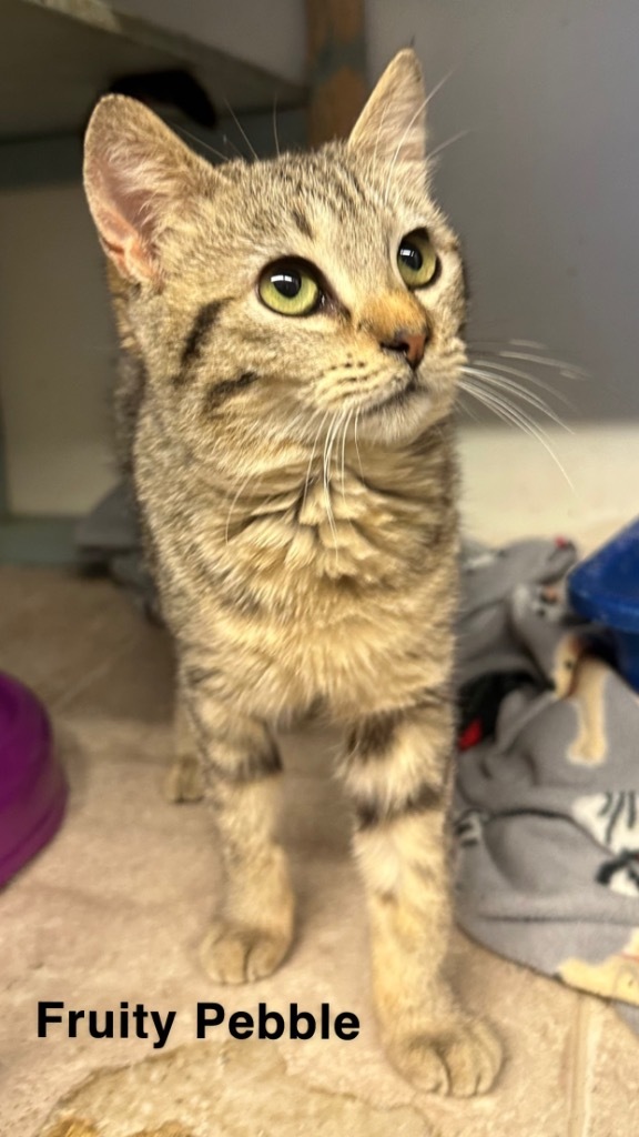 Fruity Pebble, an adoptable Domestic Short Hair in Sorrento, LA, 70778 | Photo Image 1