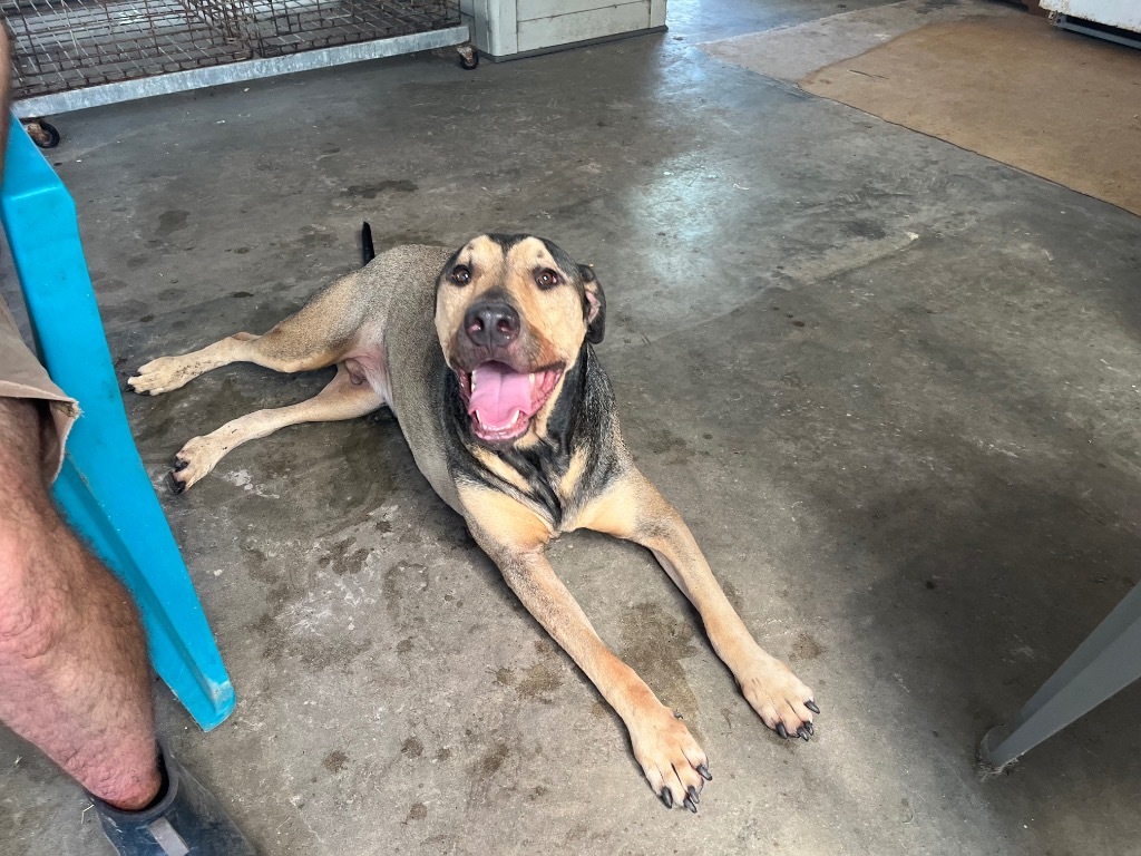 Petrie, an adoptable Shepherd in Fulton, TX, 78358 | Photo Image 1