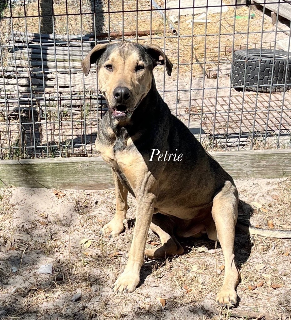 Petrie, an adoptable Shepherd in Fulton, TX, 78358 | Photo Image 1