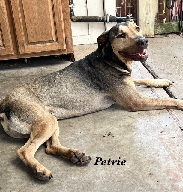 Petrie, an adoptable Shepherd in Fulton, TX, 78358 | Photo Image 1