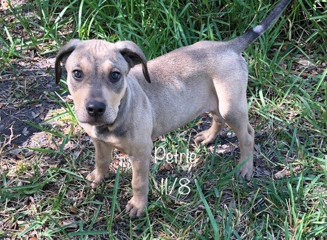 Petrie, an adoptable Shepherd in Fulton, TX, 78358 | Photo Image 2