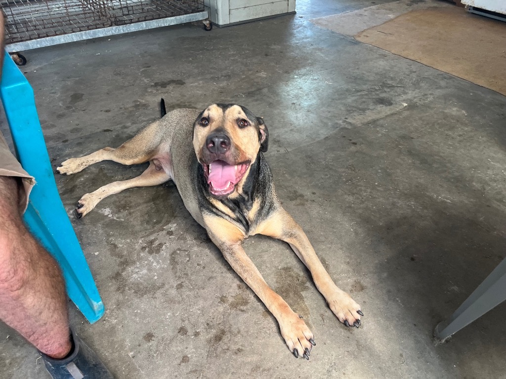 Petrie, an adoptable Shepherd in Fulton, TX, 78358 | Photo Image 4