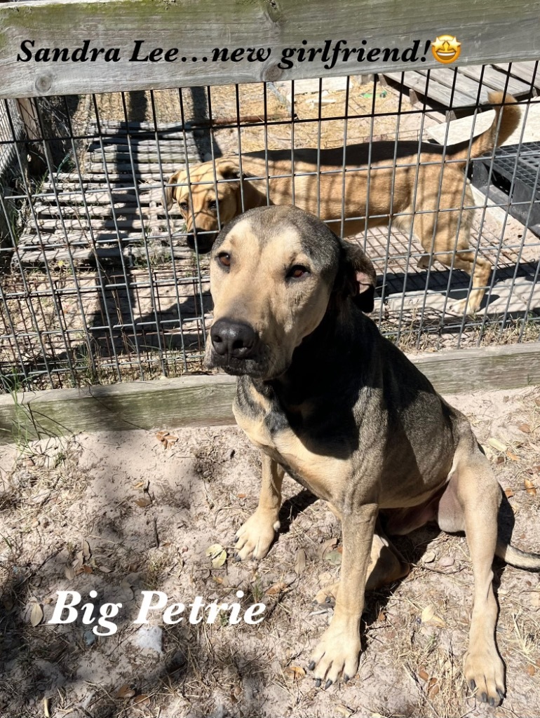 Petrie, an adoptable Shepherd in Fulton, TX, 78358 | Photo Image 5