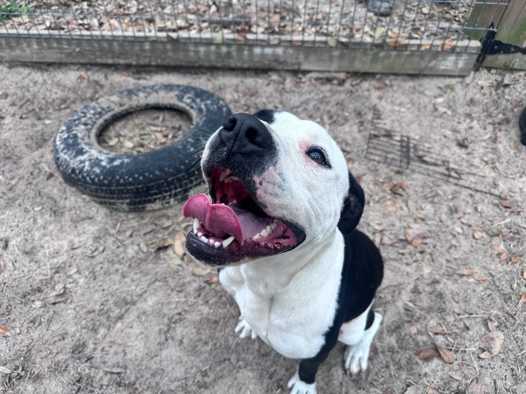 Dora, an adoptable American Bulldog in Fulton, TX, 78358 | Photo Image 1