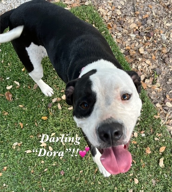 Dora, an adoptable American Bulldog in Fulton, TX, 78358 | Photo Image 1