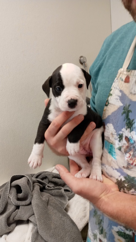 Dora, an adoptable American Bulldog in Fulton, TX, 78358 | Photo Image 2