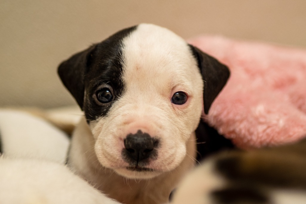Dora, an adoptable American Bulldog in Fulton, TX, 78358 | Photo Image 3