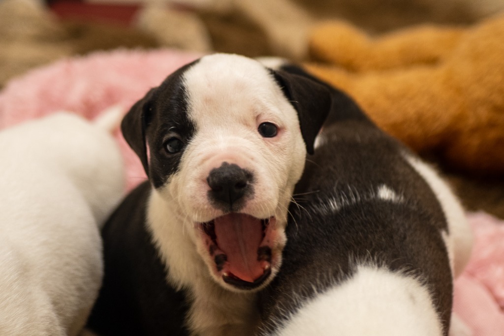 Dora, an adoptable American Bulldog in Fulton, TX, 78358 | Photo Image 4