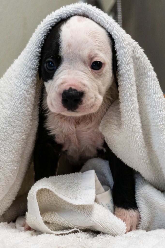 Dora, an adoptable American Bulldog in Fulton, TX, 78358 | Photo Image 5