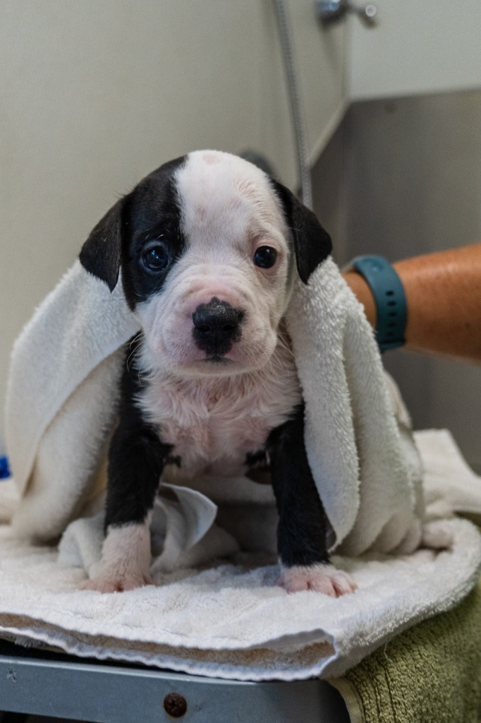 Dora, an adoptable American Bulldog in Fulton, TX, 78358 | Photo Image 6