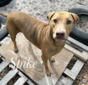 Spike, Adult Male Shepherd